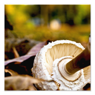 Wo ist Alice? Mushroom Still Life Fotodruck