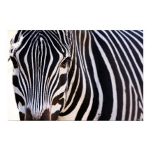 Wo ist das Zebra-Poster?
