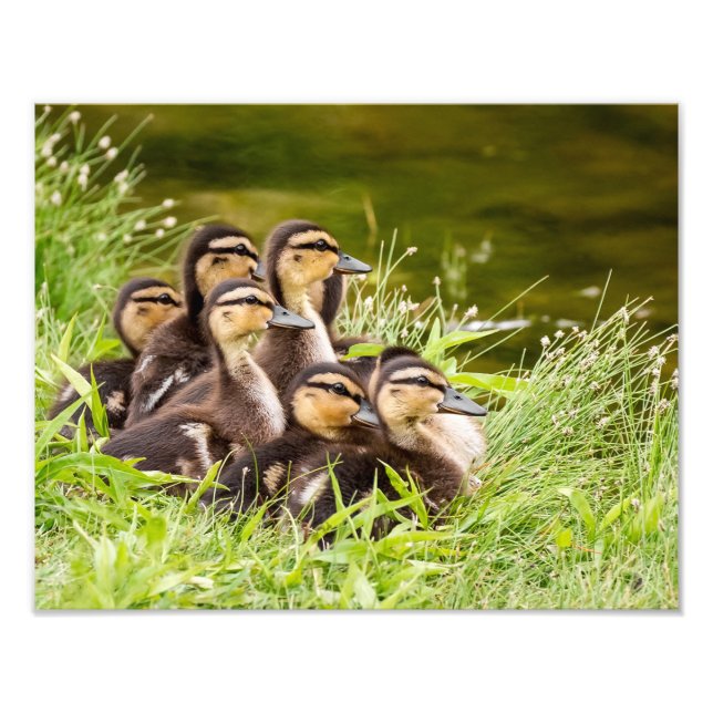 Wo ist Mama? Fotodruck (Vorne)