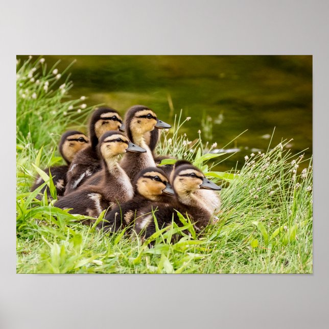 Wo ist Mama? Poster (Vorne)