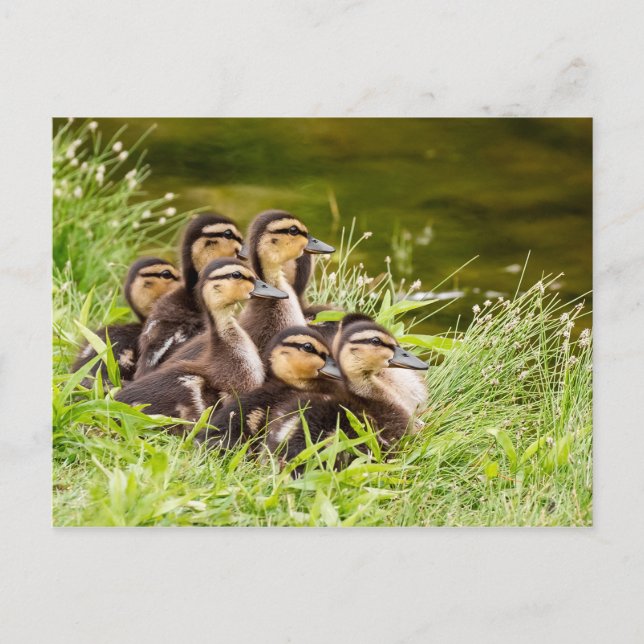 Wo ist Mama? Postkarte (Vorderseite)