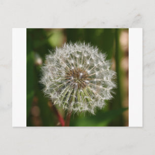 Wo jemals der Wind bläst Postkarte