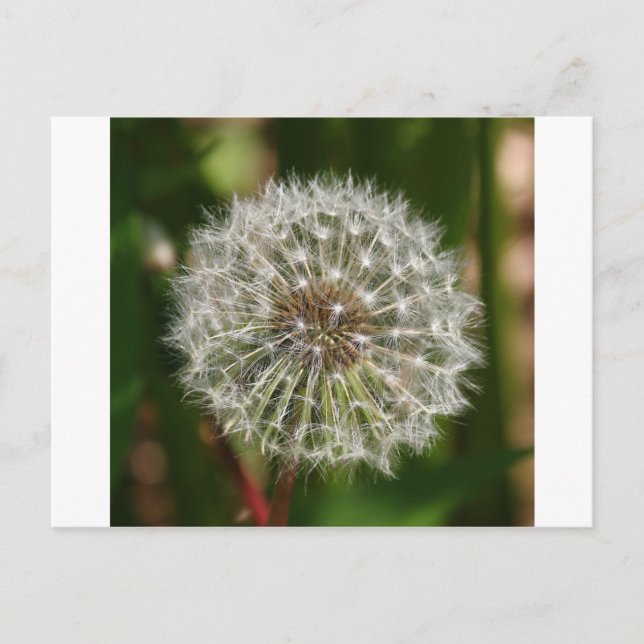 Wo jemals der Wind bläst Postkarte (Vorderseite)
