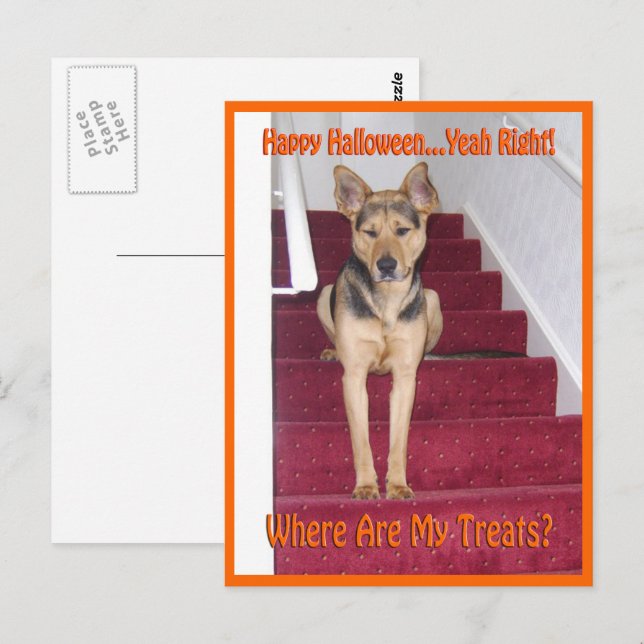 Wo sind meine Leckereien GSD Hund Halloween Postkarte (Vorne/Hinten)