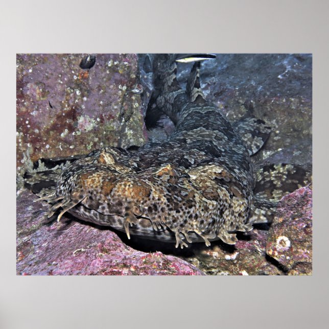Wobbegong Nah Up Poster (Vorne)