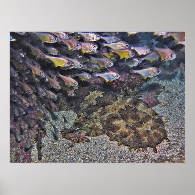 Wobbegong und Sweepers Poster (Vorne)