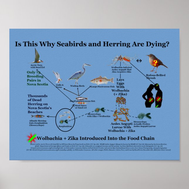 Wohin Wolbachia die Lebensmittelkette von RoseWrit Poster (Vorne)
