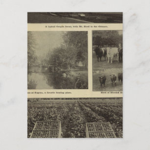 Wohlstand, viel in Oregon Postkarte