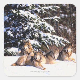 Wölbchen im Winter Quadratischer Aufkleber