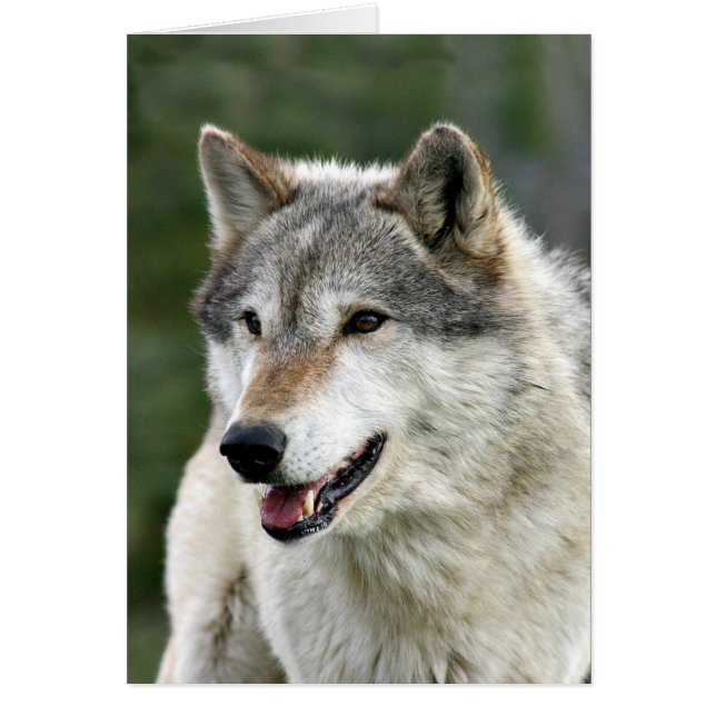 Wolf (Vorne)