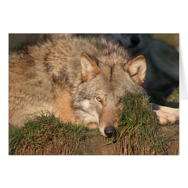 Wolf (Vorderseite (Horizontal))