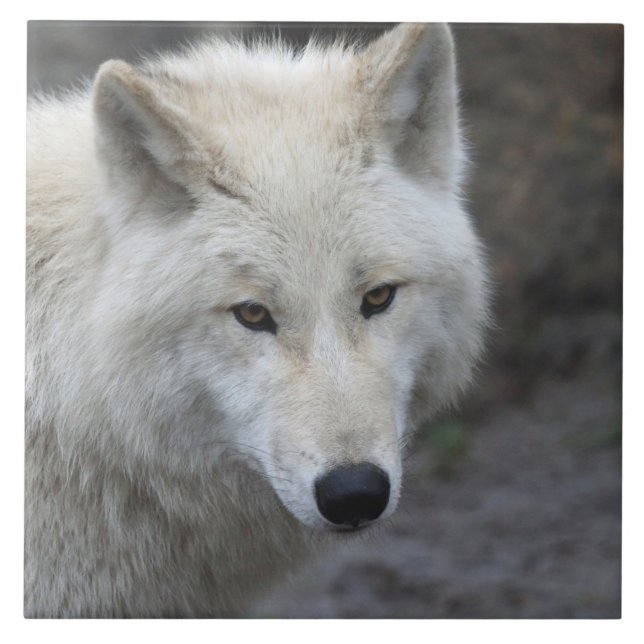 Wolf 001 fliese (Vorderseite)