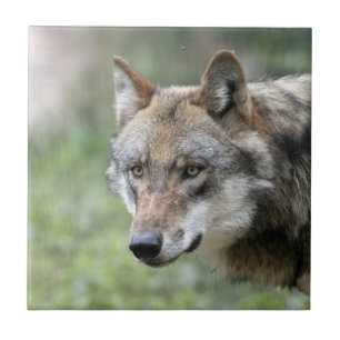 Wolf 001 fliese
