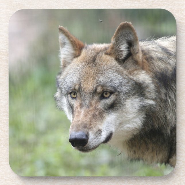 Wolf 001 getränkeuntersetzer (Vorderseite)