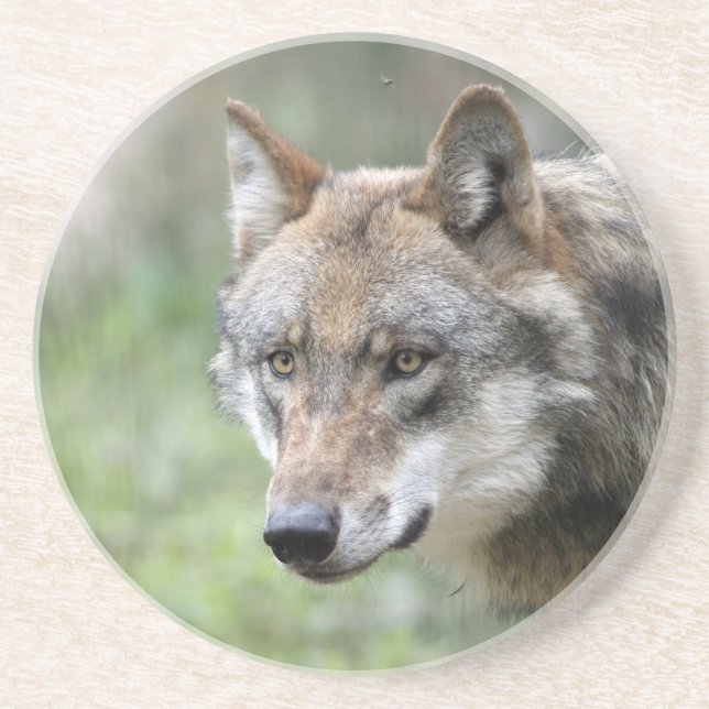 Wolf 001 sandstein untersetzer (Vorne)