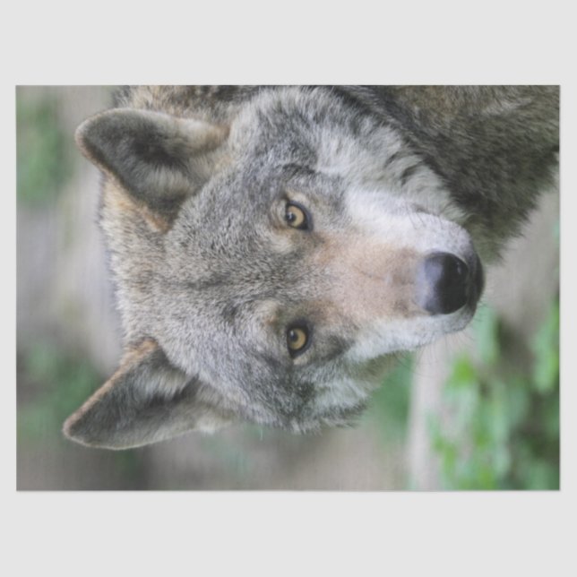 Wolf_011 Seidenpapier (Vorderseite)