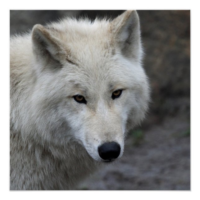 Wolf_15 Poster (Vorderseite)