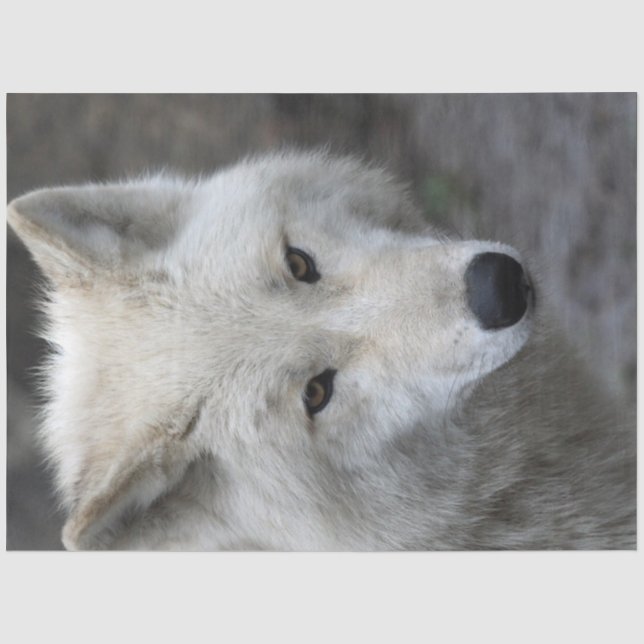Wolf_15 Seidenpapier (Vorderseite)