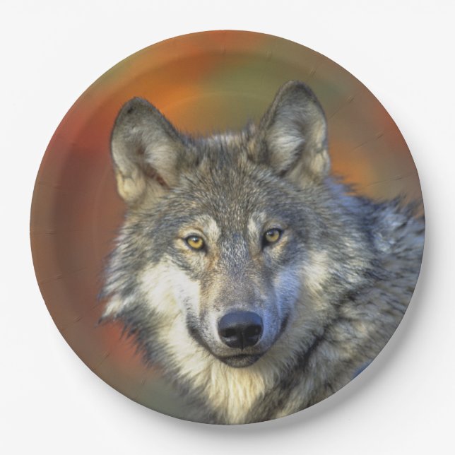 Wolf_2015_0302 Pappteller (Vorderseite)