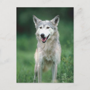 Wolf 2 postkarte