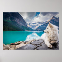 Wolf am Lake Louise, Kanadische Rockies