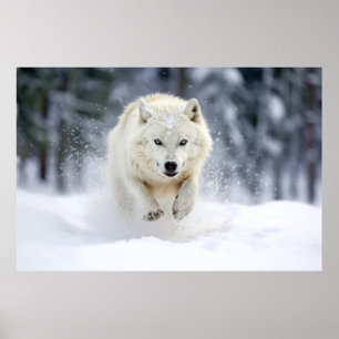 Wolf Animal Nature Majestic Wilderness Poster