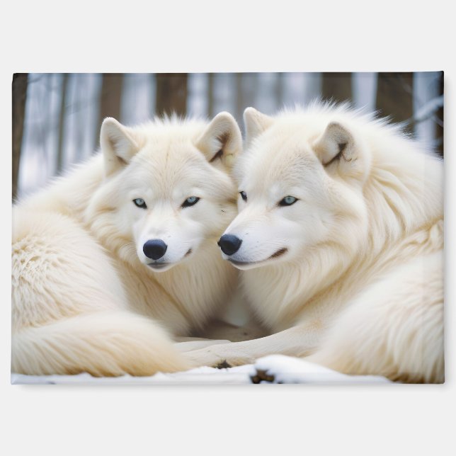 Wolf Animal Nature Wildlife Zuneigung Gekümmert Magnet (Vorderseite)