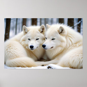 Wolf Animal Nature Wildlife Zuneigung Gekümmert Poster