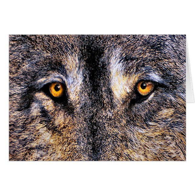 Wolf-Augen (Vorderseite (Horizontal))