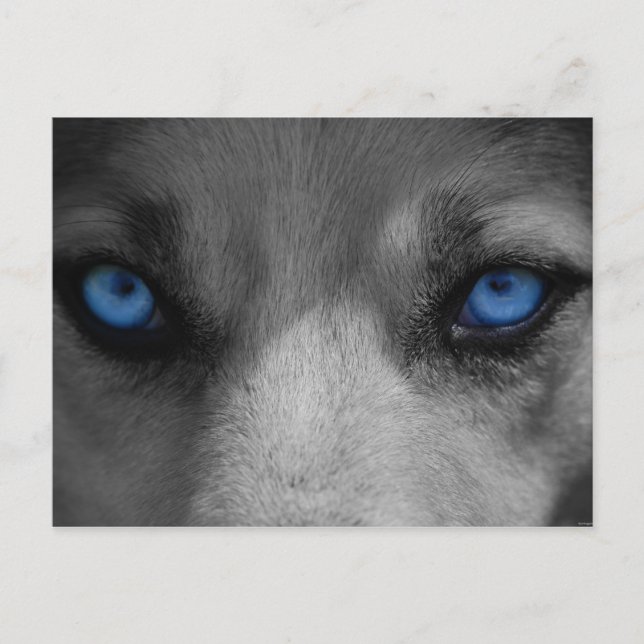 Wolf Blue Eyes Gothic Fantasy Postkarte (Vorderseite)