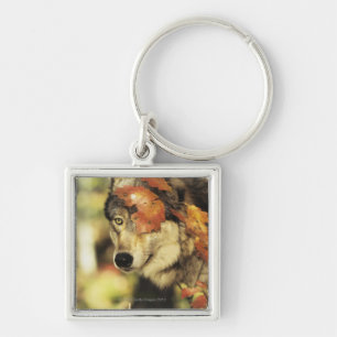 Wolf (Canis Lupus), Headshot, mit Herbstfarbe, Schlüsselanhänger