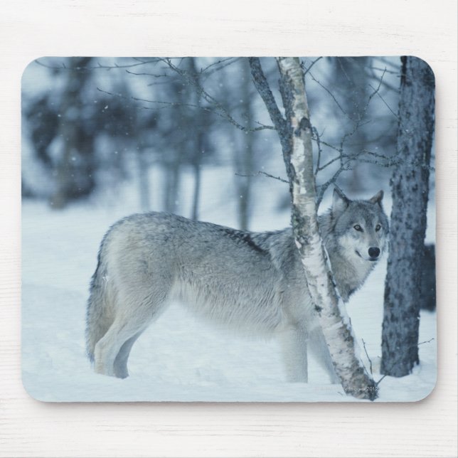 Wolf (Canis lupus) im Winter Mousepad (Vorne)