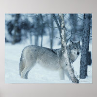 Wolf (Canis lupus) im Winter