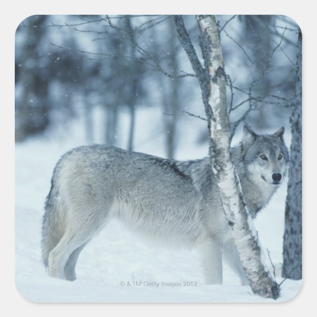 Wolf (Canis lupus) im Winter Quadratischer Aufkleber (Vorderseite)