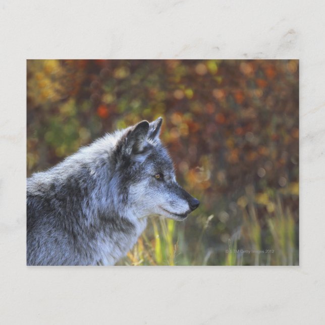 Wolf (Canis Lupus) Postkarte (Vorderseite)