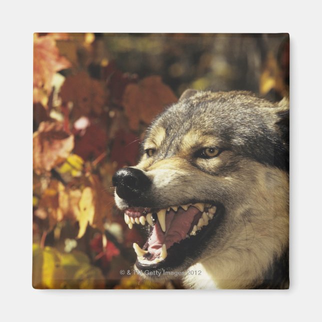 Wolf (Canis lupus), Schnauze, mit Kopf Magnet (Vorne)