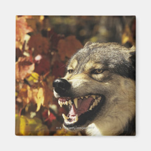 Wolf (Canis Lupus) verwirrend, Headshot, mit Magnet