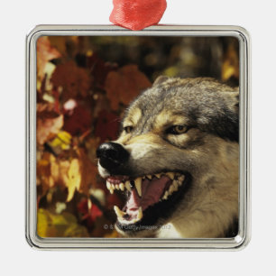 Wolf (Canis Lupus) verwirrend, Headshot, mit Silbernes Ornament