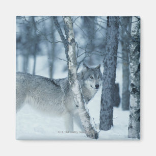 Wolf (Canis Lupus) während des Winters Magnet