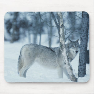 Wolf (Canis Lupus) während des Winters Mousepad