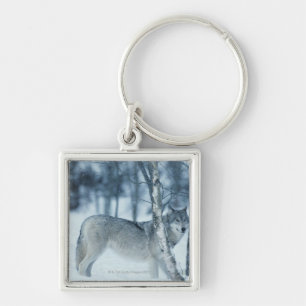 Wolf (Canis Lupus) während des Winters Schlüsselanhänger
