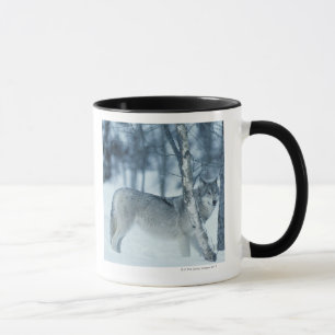 Wolf (Canis Lupus) während des Winters Tasse