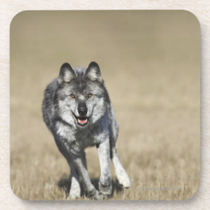 Wolf (CanisLupus) laufend in Richtung zur Kamera Getränkeuntersetzer