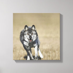 Wolf (CanisLupus) laufend in Richtung zur Kamera Leinwanddruck