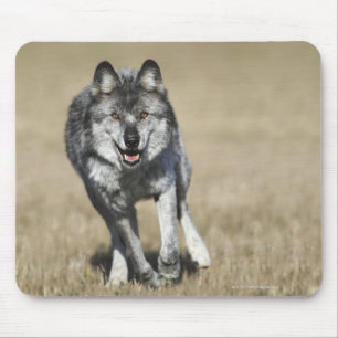 Wolf (CanisLupus) laufend in Richtung zur Kamera Mousepad
