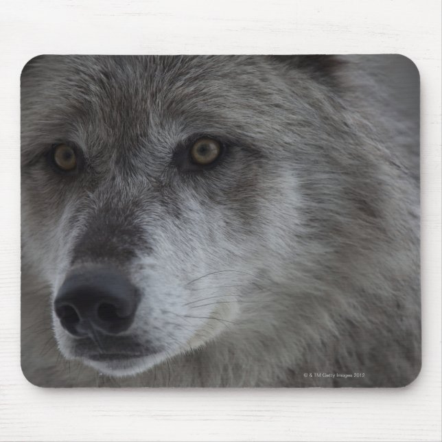 Wolf (Canus lupus) vom Yellowstone National Mousepad (Vorne)