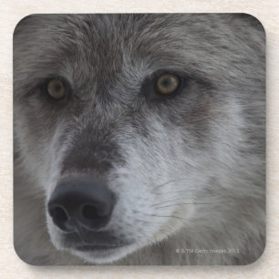 Wolf (Canus Lupus) von Getränkeuntersetzer