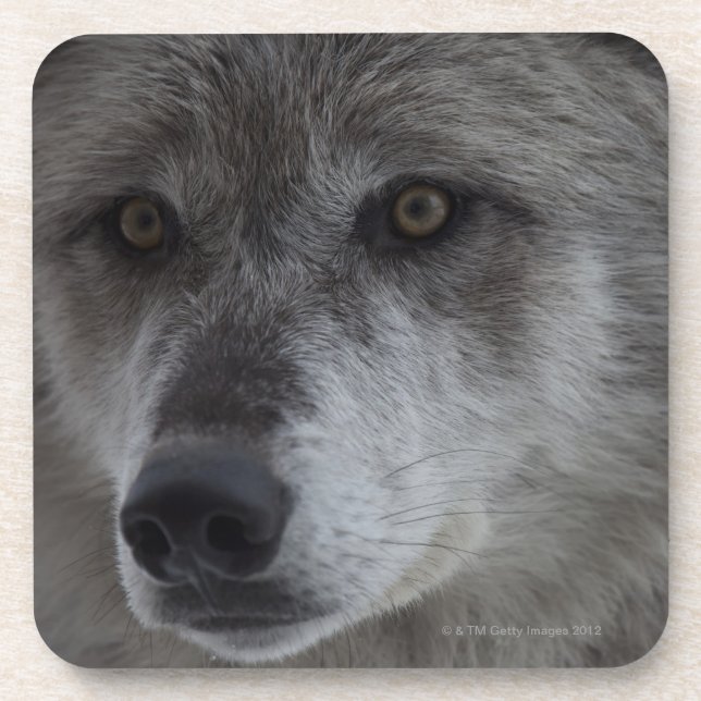 Wolf (Canus Lupus) von Getränkeuntersetzer (Vorderseite)