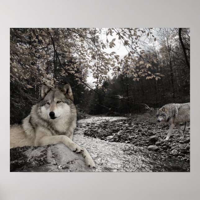 Wolf Creek Brook Forest Landschaft Poster (Vorne)