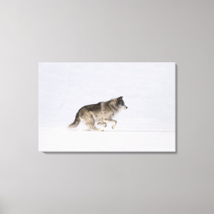 Wolf, der in den Schnee 2 läuft Leinwanddruck